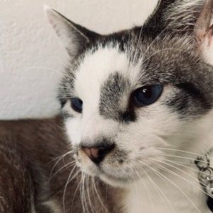 Meet your Posher, Tahra